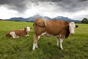 Fran: Two Heifers Simmental meadow in Bavaria Germany