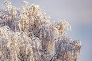 Sylvain Cordier: Heiligenstein, frosted birches