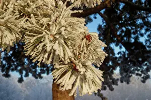 Sylvain Cordier: Heiligenstein, frosted trees