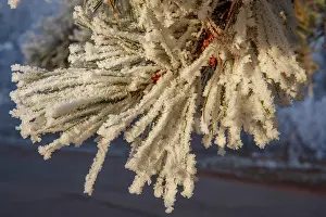 Sylvain Cordier: Heiligenstein, frosted trees