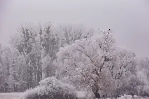 Sylvain Cordier: Heiligenstein, frosted trees