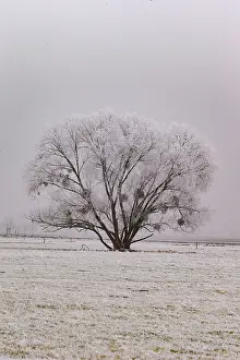 Sylvain Cordier: Heiligenstein, frosted trees