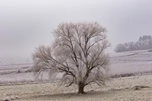 Sylvain Cordier: Heiligenstein, frosted trees