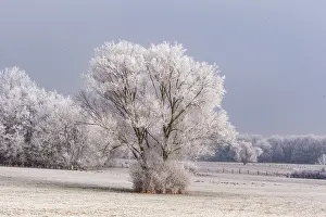 Sylvain Cordier: Heiligenstein, frosted trees