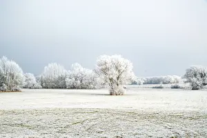 Sylvain Cordier: Heiligenstein, frosted trees