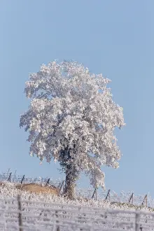 Sylvain Cordier: Heiligenstein, frosted trees