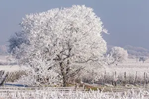 Sylvain Cordier: Heiligenstein, frosted trees