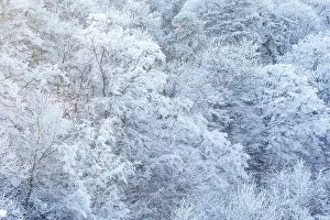 Sylvain Cordier: Heiligenstein, frosted trees