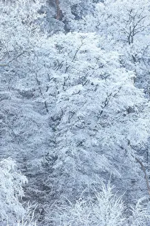 Sylvain Cordier: Heiligenstein, frosted trees