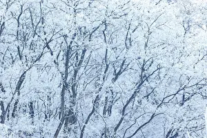 Sylvain Cordier: Heiligenstein, frosted trees