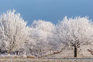 Sylvain Cordier: Heiligenstein, frosted trees