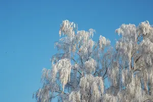 Sylvain Cordier: Heiligenstein, frosted trees