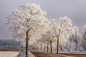 Sylvain Cordier: Heiligenstein, frosted trees