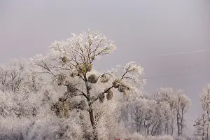 Sylvain Cordier: Heiligenstein, frosted trees