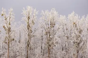 Sylvain Cordier: Heiligenstein, frosted trees
