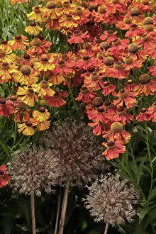 Helens: Helen ns flower, Sneezeweed, Helenium Moerheim