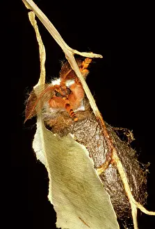Helena: Helena moth - emerging from a hole scratched in