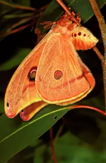 Helena: Helena moth - female