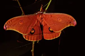 Helena: Helena moth - female, top view