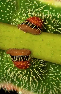 Hooks: Helena moth larva - abdominal legs, with hooks