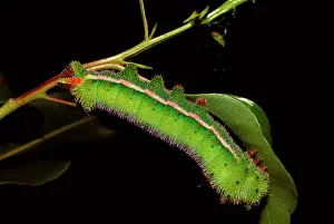 Helena: Helena moth - mature larva