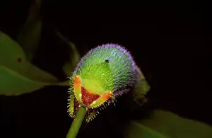 Helena: Helena moth - rear end and 'claspersI of a larva