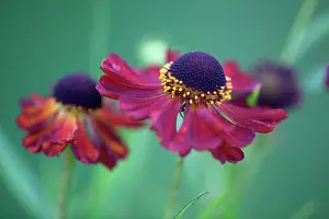 Helenium: Helenium Rubinzwerg. Two flowers with dark red petals surrounding brown centre