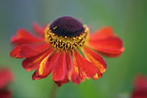 Helenium: Helenium Rubinzwerg. Single flower with dark red petals streaked with yellow surrounding brown centre