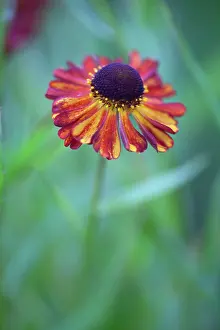 Helenium: Helenium Rubinzwerg. Single flower with dark red petals streaked with yellow surrounding brown centre