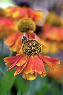 Helenium: Helenium Sahin's Early Flowerer