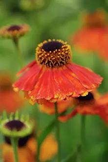 Helenium: Helen's flower