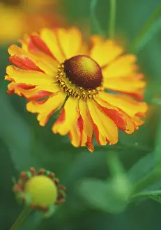 Helens: Helen's Flower