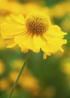 Helens: Helen's Flower