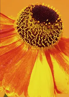 Helens: Helen's Flower