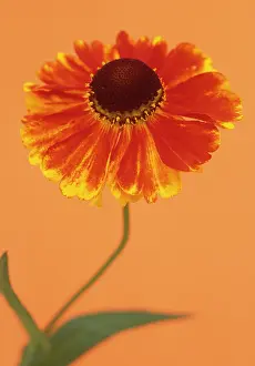Helens: Helen's Flower