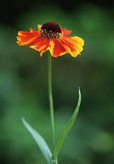 Helens: Helen's Flower