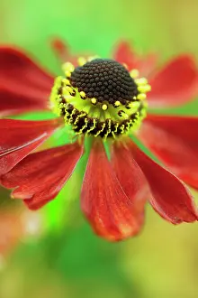 Helens: Helen's Flower