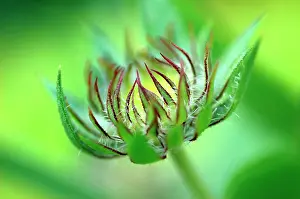 Helens: Helen's Flower
