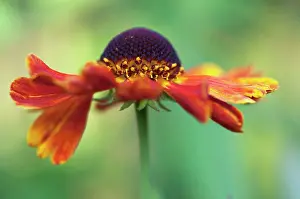 Helens: Helen's Flower