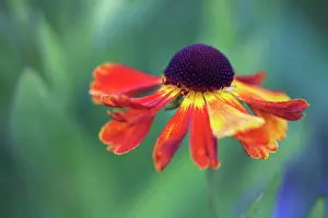 Helens: Helen's Flower