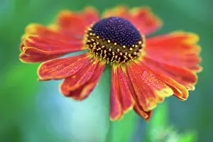 Helens: Helen's Flower