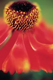 Helens: Helen's Flower