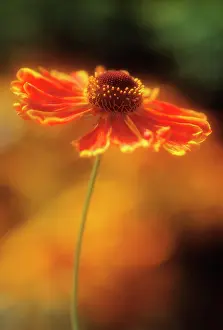 Helens: Helen's Flower