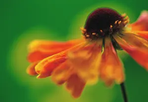 Helens: Helen's Flower