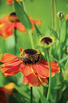 Helens: Helen's Flower