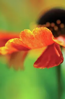 Helens: Helen's Flower