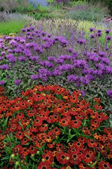 Combinations: Helen's Flower