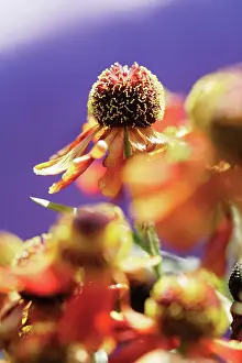 Helens: Helen's Flower