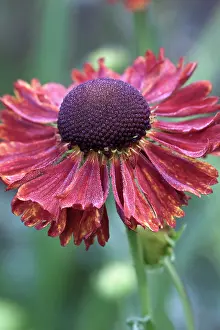 Moisture: Helen's flower, Helenium Moerheim Beauty close up of red b