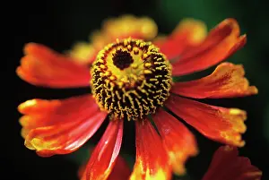 Helenium: Helen's Flower, Sneezeweed